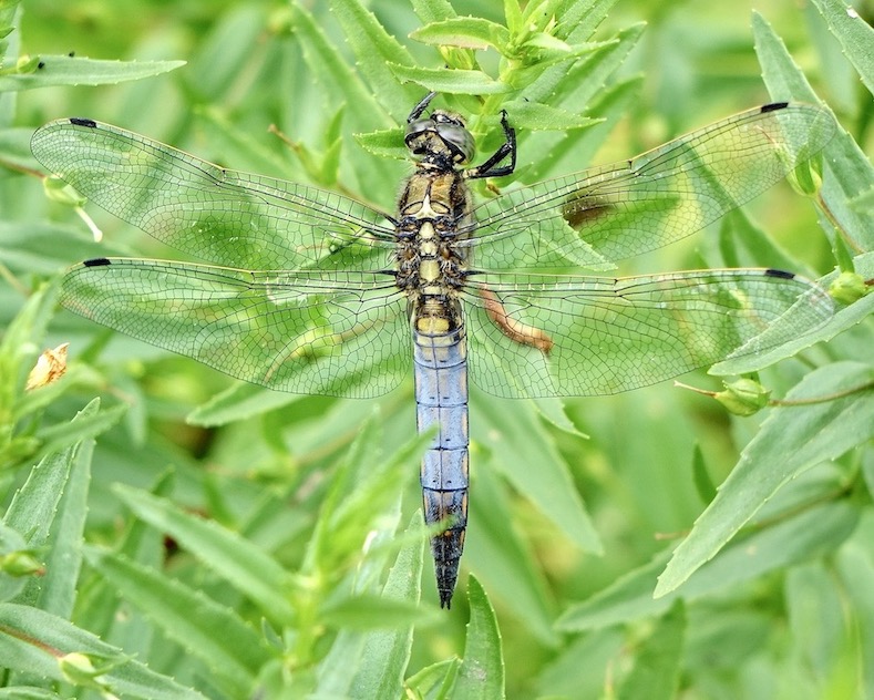 black-tailed skimmer